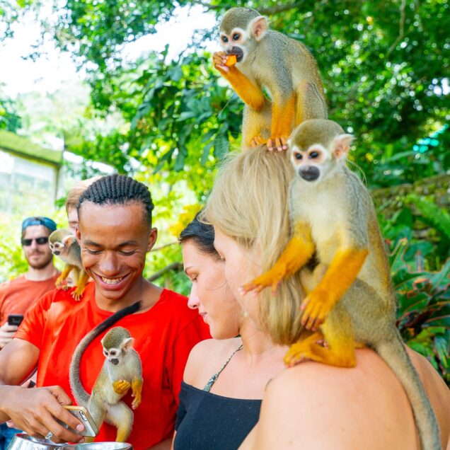 Monkeyland + Safari Cultural