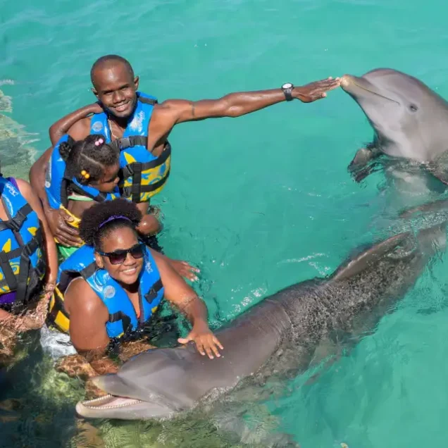 Nado con Delfines / Tiburones / Rayas